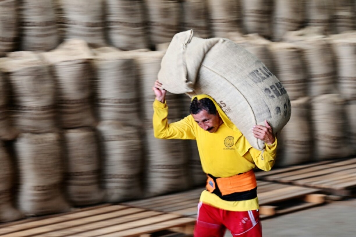 A stevedore in Guayaquil, Ecuador loads a sack of cocoa into a container for export