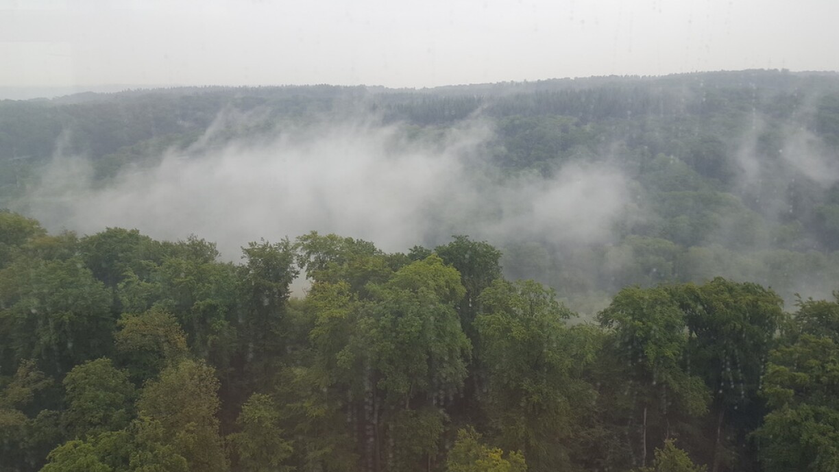 Non, ce n'est pas une forêt tropicale. C'est la forêt du Kirchberg qui soupire de soulagement.