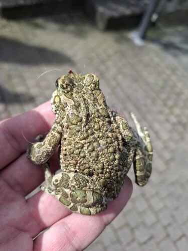 Photo of the sighted Green Toad in Luxembourg. The toad is known for its signature green patterns on a paler green background.