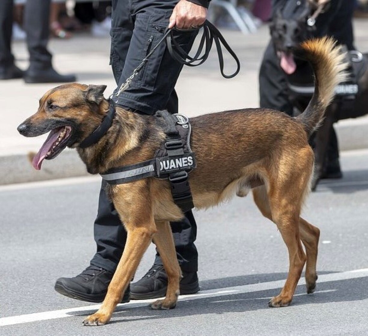 Den Drogenhond Balto vun der Lëtzebuerger Douane.
