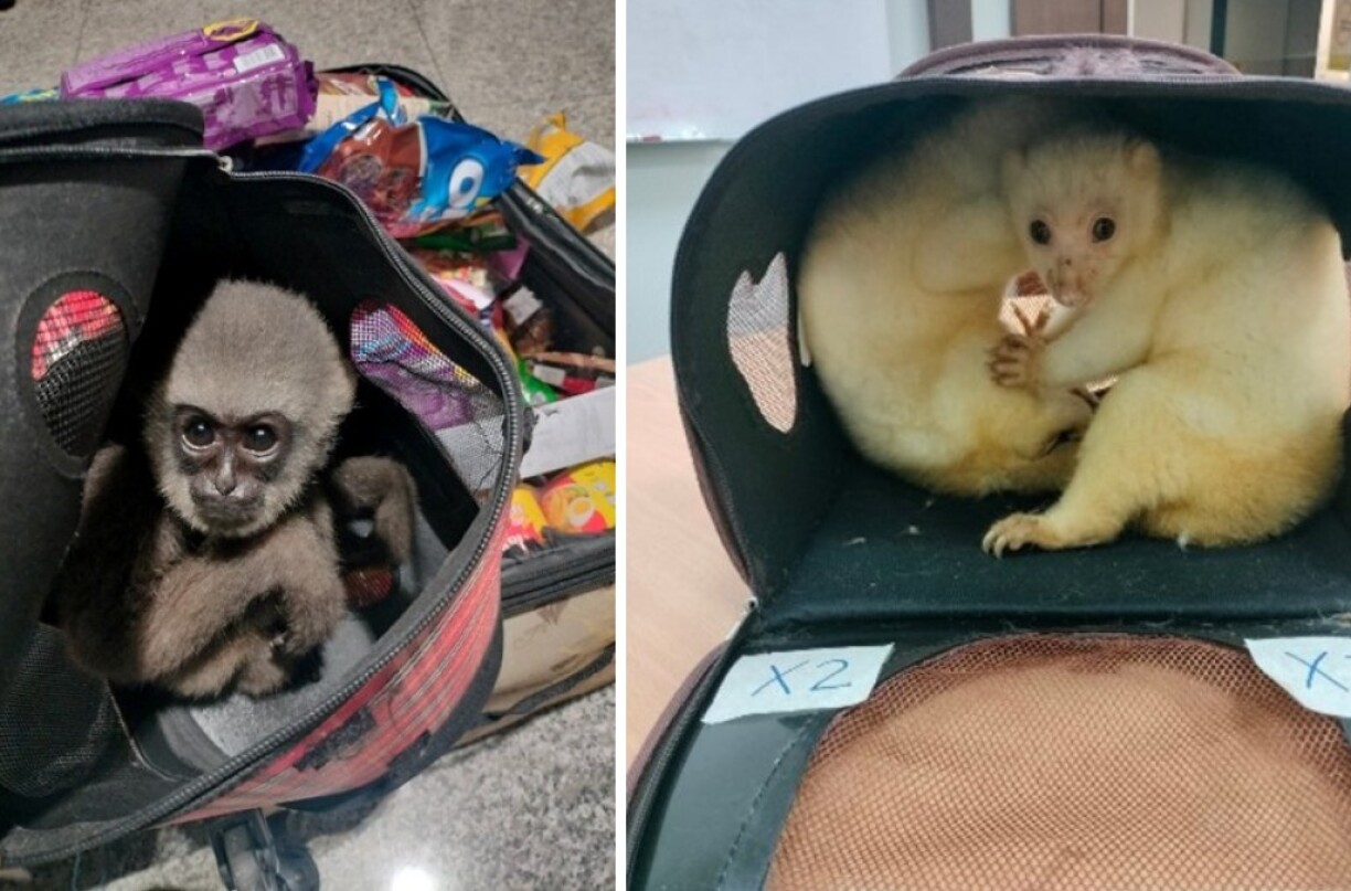Un gibbon noir et deux couscous saisis par les autorités malaysiennes.