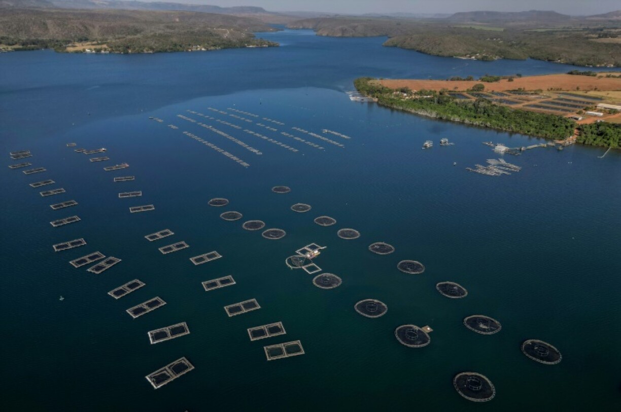 Tilapia farming in Brazil is a major industry, but US President Donald Trump's tariffs could hurt companies like Fider Pescados