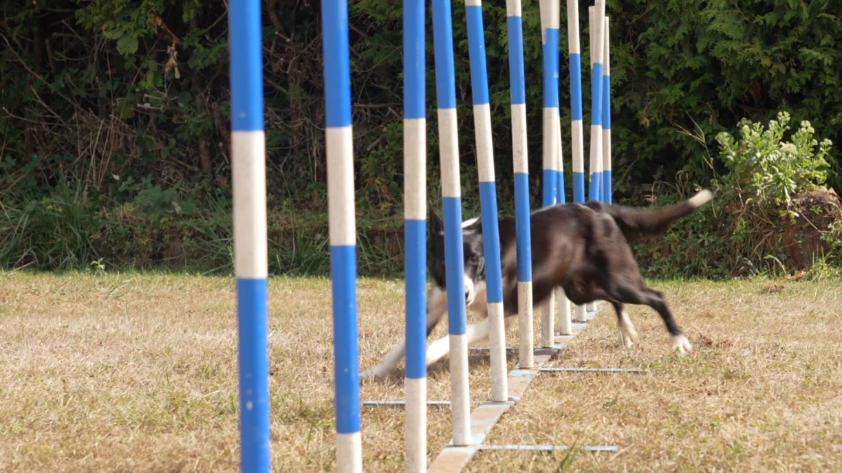 De Border Collie Bee am Slalom.