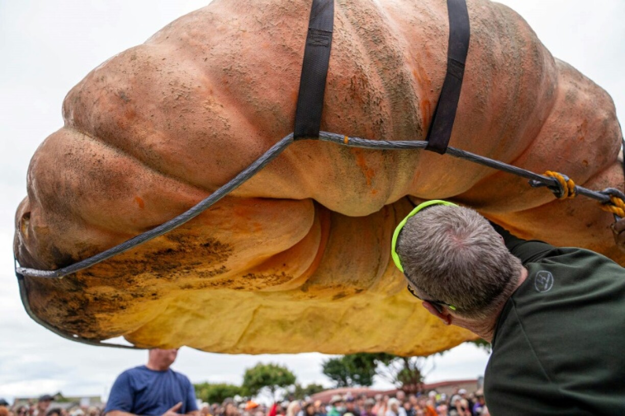 La citrouille ayant battu le record du monde au festival de Half Moon Bay, en Californie, le 9 octobre 2023