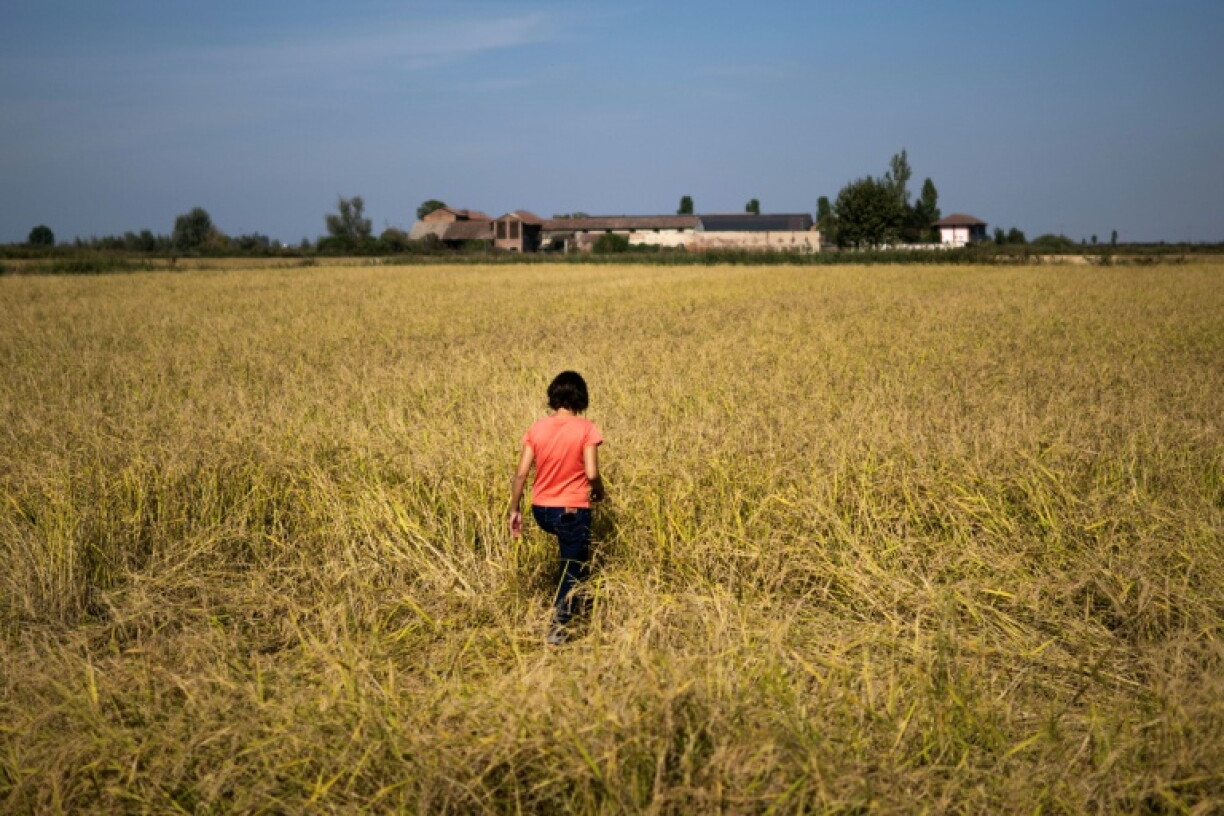 Cerutti favours historic varieties of rice, which withstand extreme temperatures better