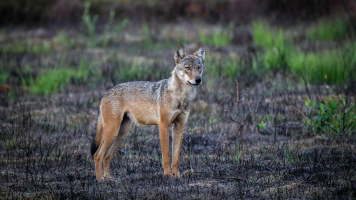 Illustratioun vun engem Wollef