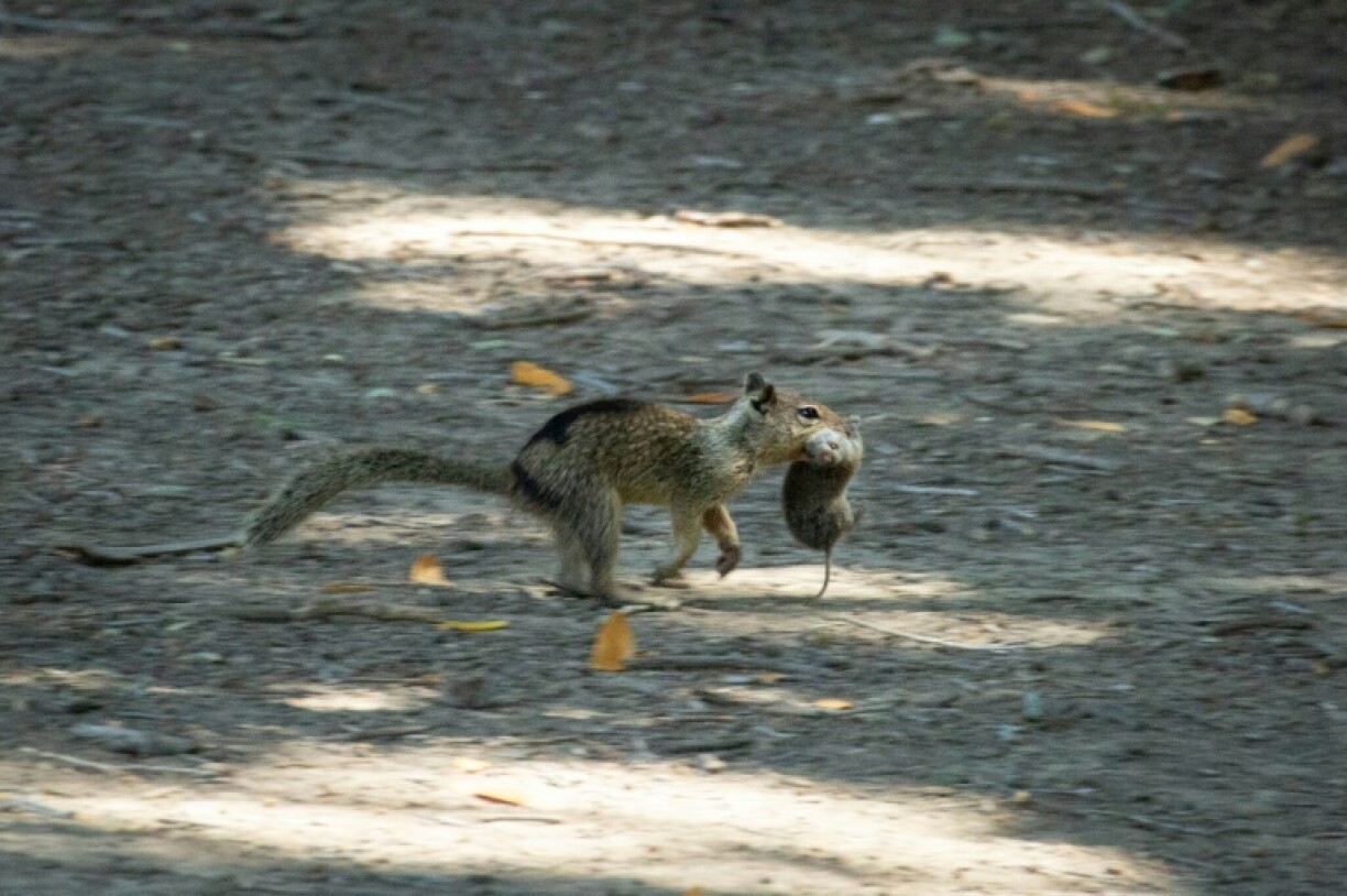 Researchers observed squirrels crouching low to the ground before ambushing their prey, though more often, they chased voles, pounced, and delivered a neck bite followed by vigorous shaking