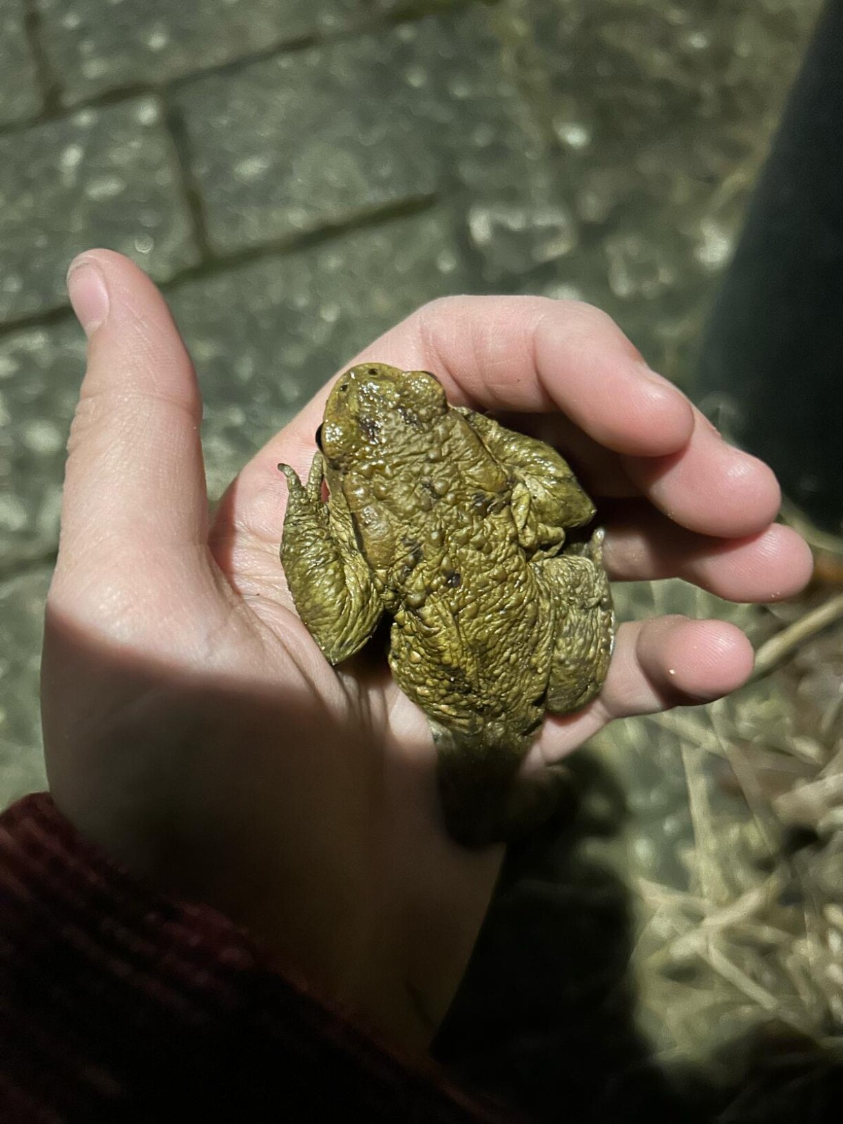 Trouvé le week-end dernier dans la rue de la Mairie à Junglinster ... et sauvé.