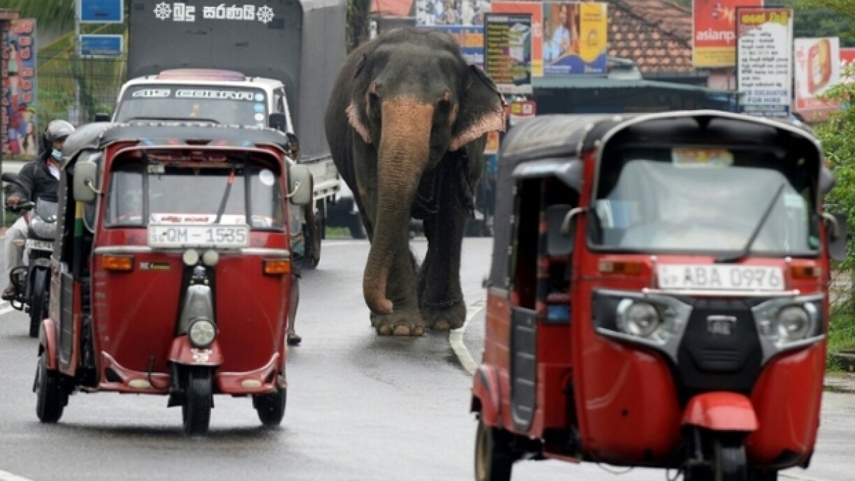 Elefant op enger Strooss zu Sri Lanka.
