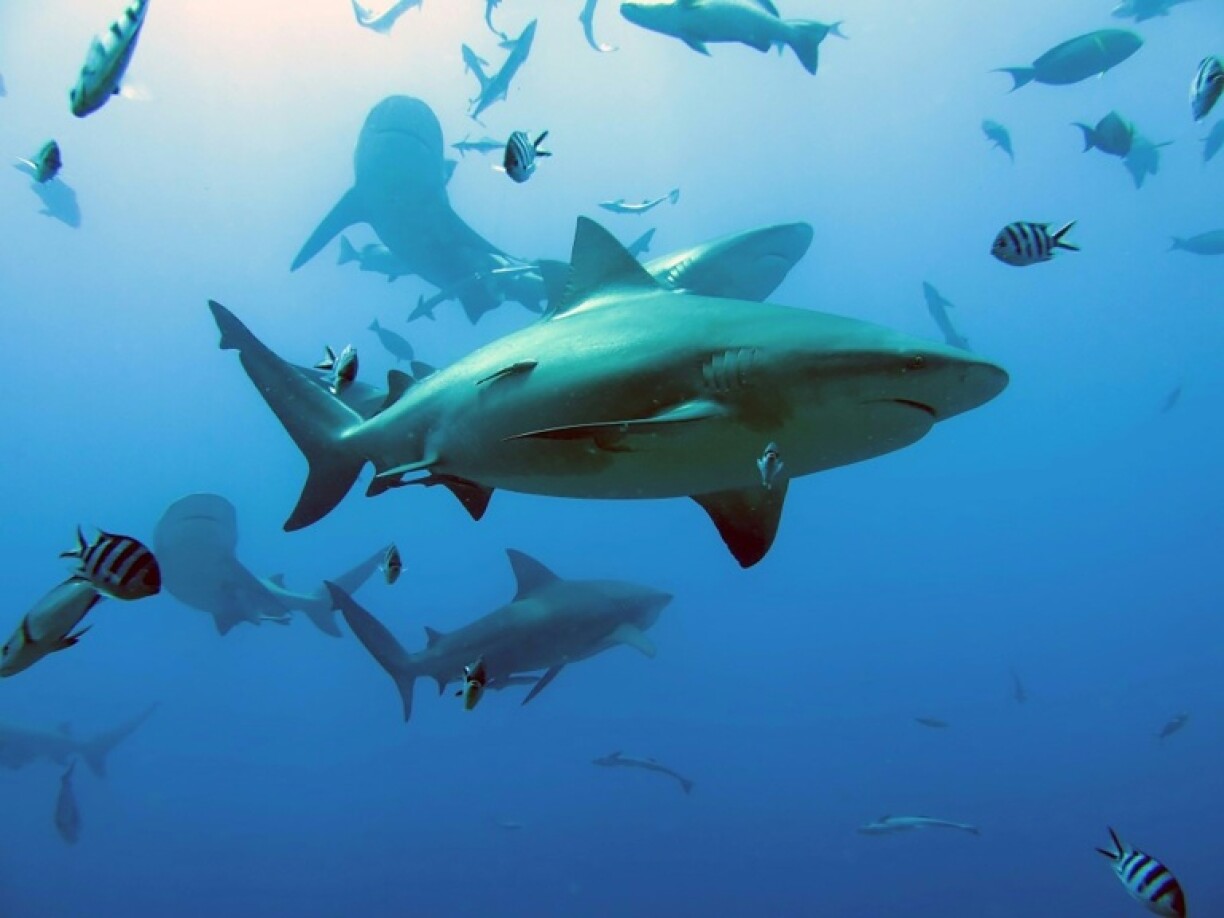 Bull sharks are the only one of the cartilaginous fishes that are able to move between fresh and salt water, allowing them to swim vast distances