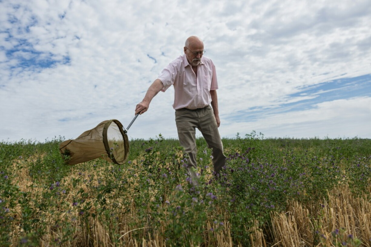 Philippe Lecompte, apiculteur, utilise un filet pour attraper une abeille, à Bouleuse, dans la Marne, le 6 août 2026