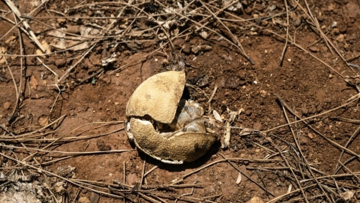 Un citron brûlé par le soleil dans un verger de Campobello di Mazara, dans le sud-ouest de la Sicile, le 8 août 2024