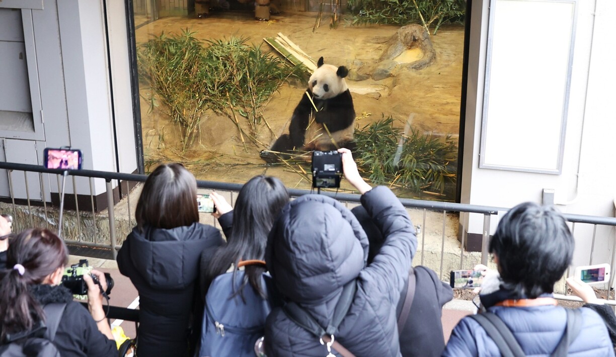 La femelle panda Xiang Xiang au zoo de Tokyo le 19 février 2023.
