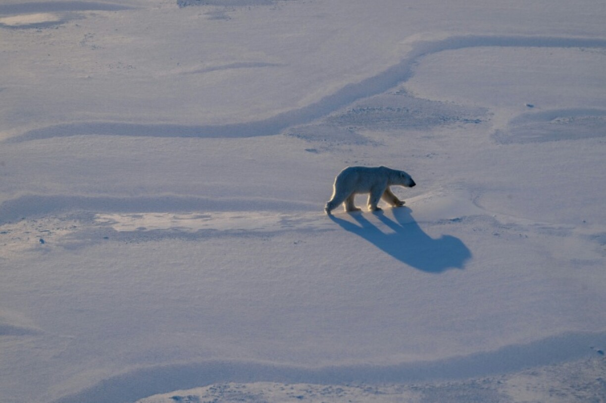 A male polar bear walking on sea ice in Svalbard