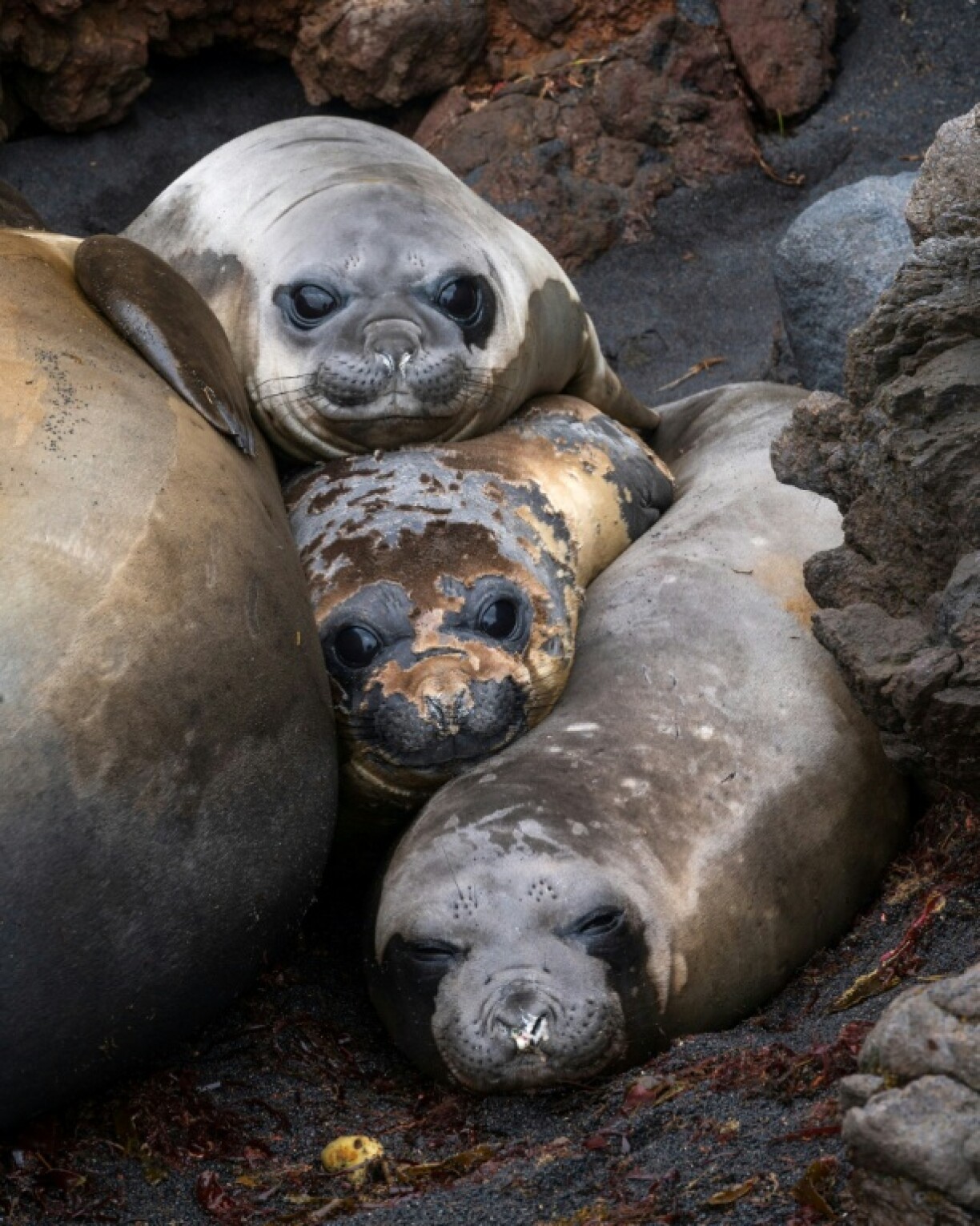Elephant seals are the largest of all seals, and can grow up to two metres long