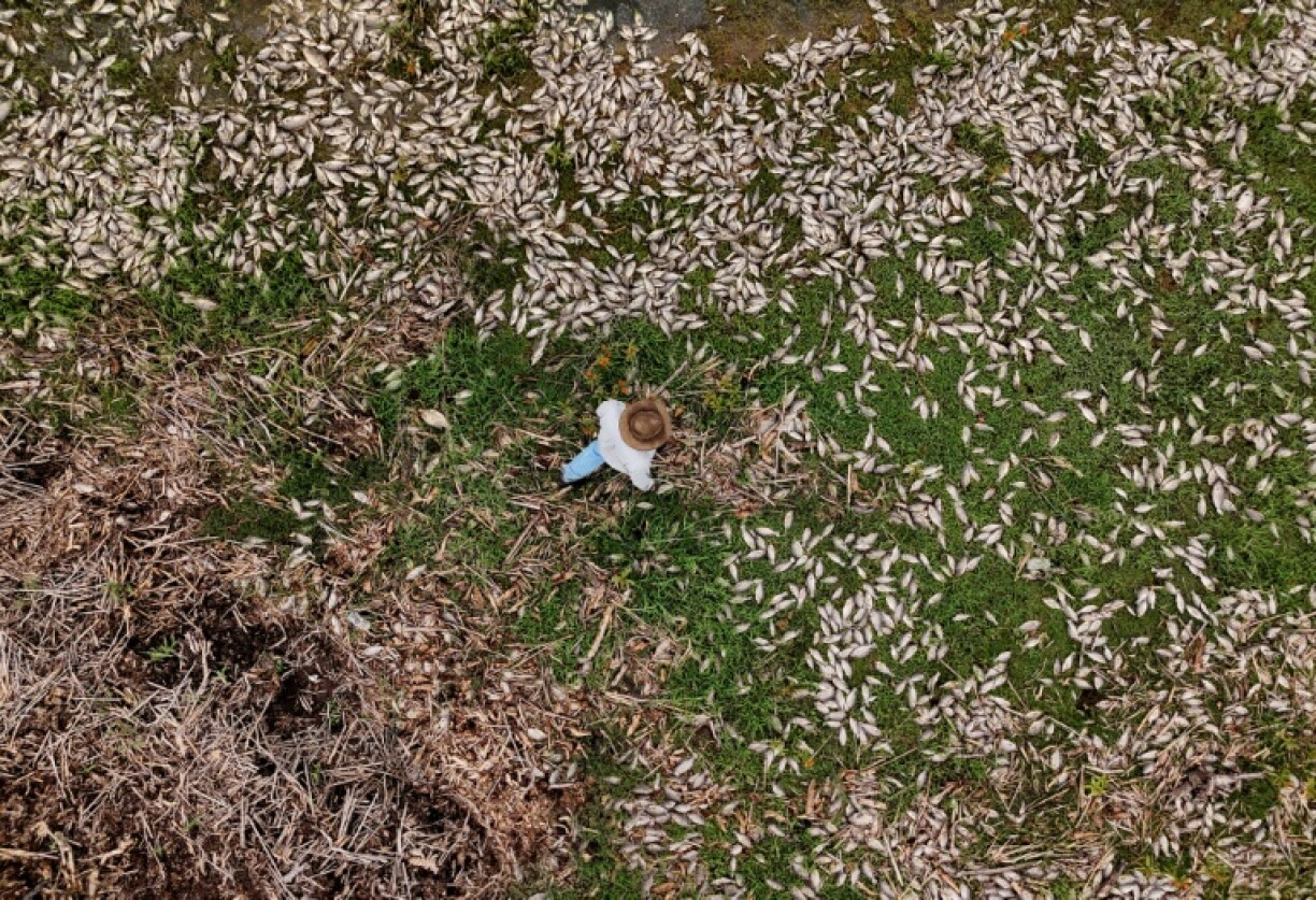 The reconvened biodiversity talks are due to end on Thursday