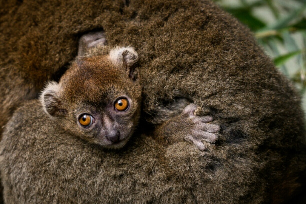 Un jeune grand hapalémurien né en captivité au Parc zoologique de Besançon le 6 mai 2026, s'accroche à sa mère à Besançon, le 10 juin 2026