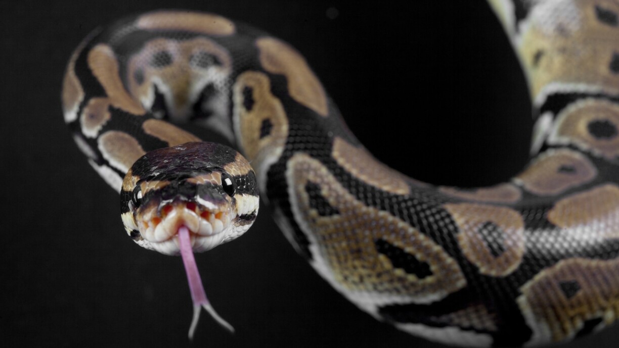 Et si la viande de python devenait à la mode... pour une bonne raison ?