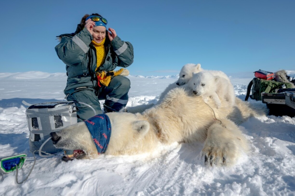 French scientist Marie-Anne Blanchet examines bear cubs on the ice before taking biopsies and blood samples from their sedated mother