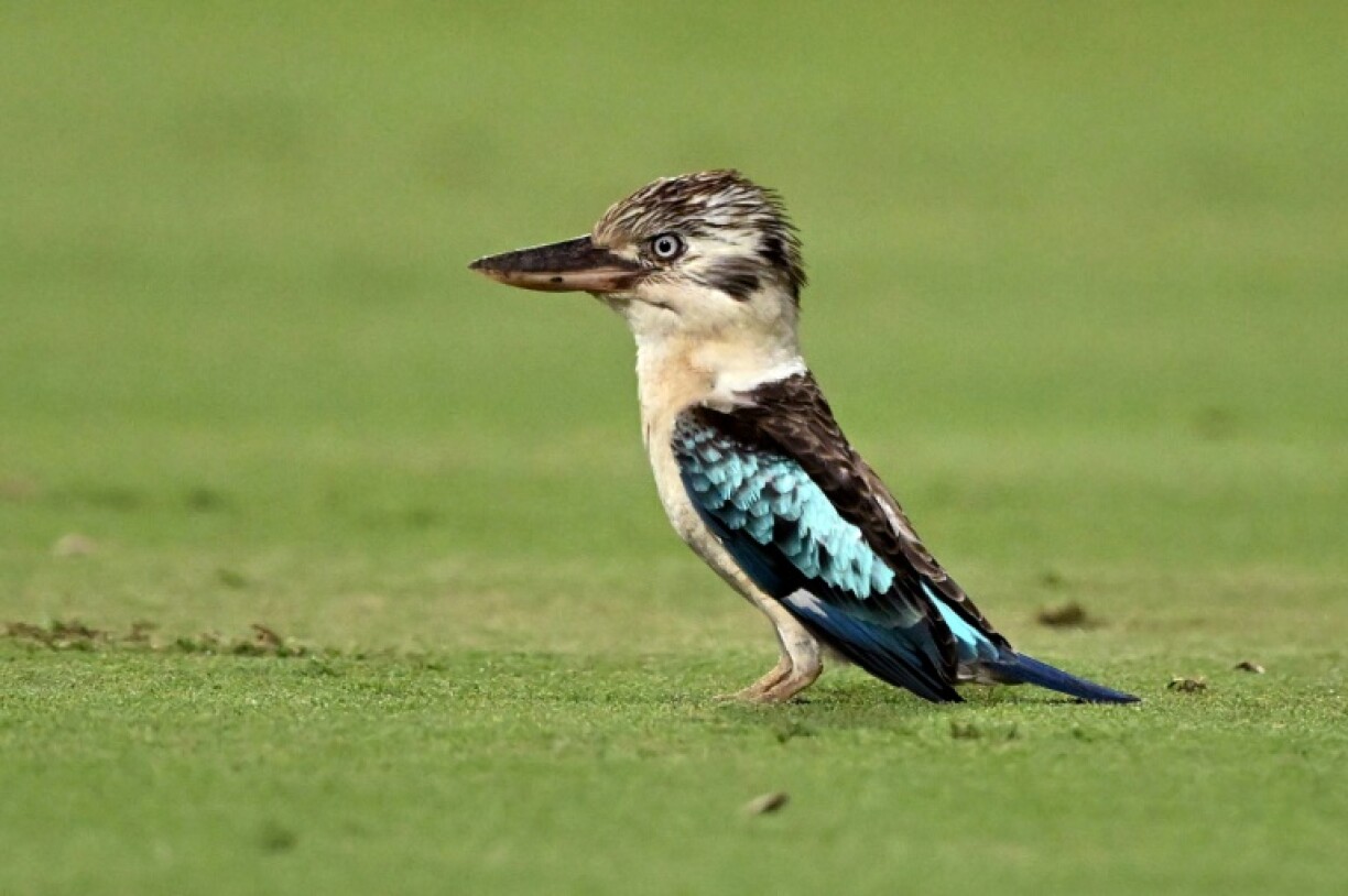Scientists have documented surprising sex reversals in Australian birds such as the kookaburra.