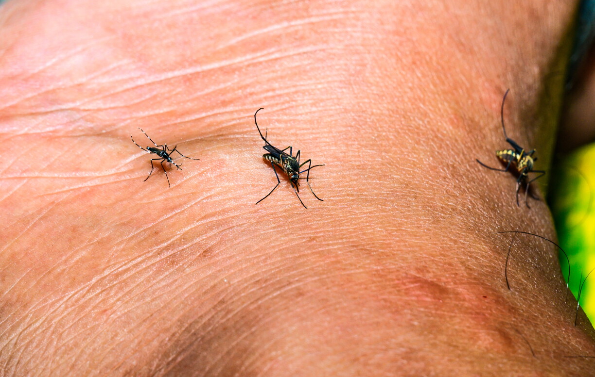 Des moustiques Aedes femelles, notamment le moustique tigre asiatique (Aedes albopictus) et le moustique vecteur de la fièvre jaune (Aedes aegypti), ont été observés en train de se nourrir de sang humain. Ces moustiques sont connus pour transmettre des maladies telles que la dengue, le chikungunya, le virus Zika, la fièvre jaune et le virus du Nil occidental.