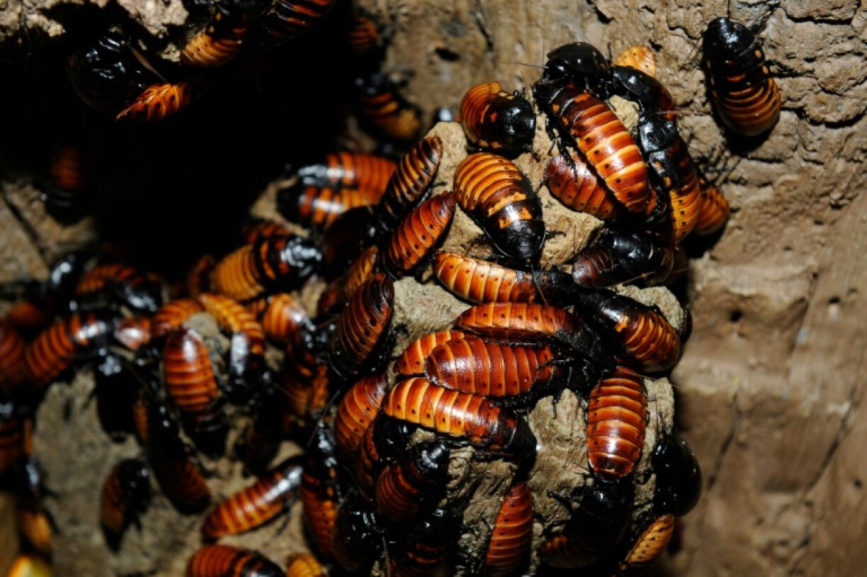 Des blattes siffleuses de Madagascar