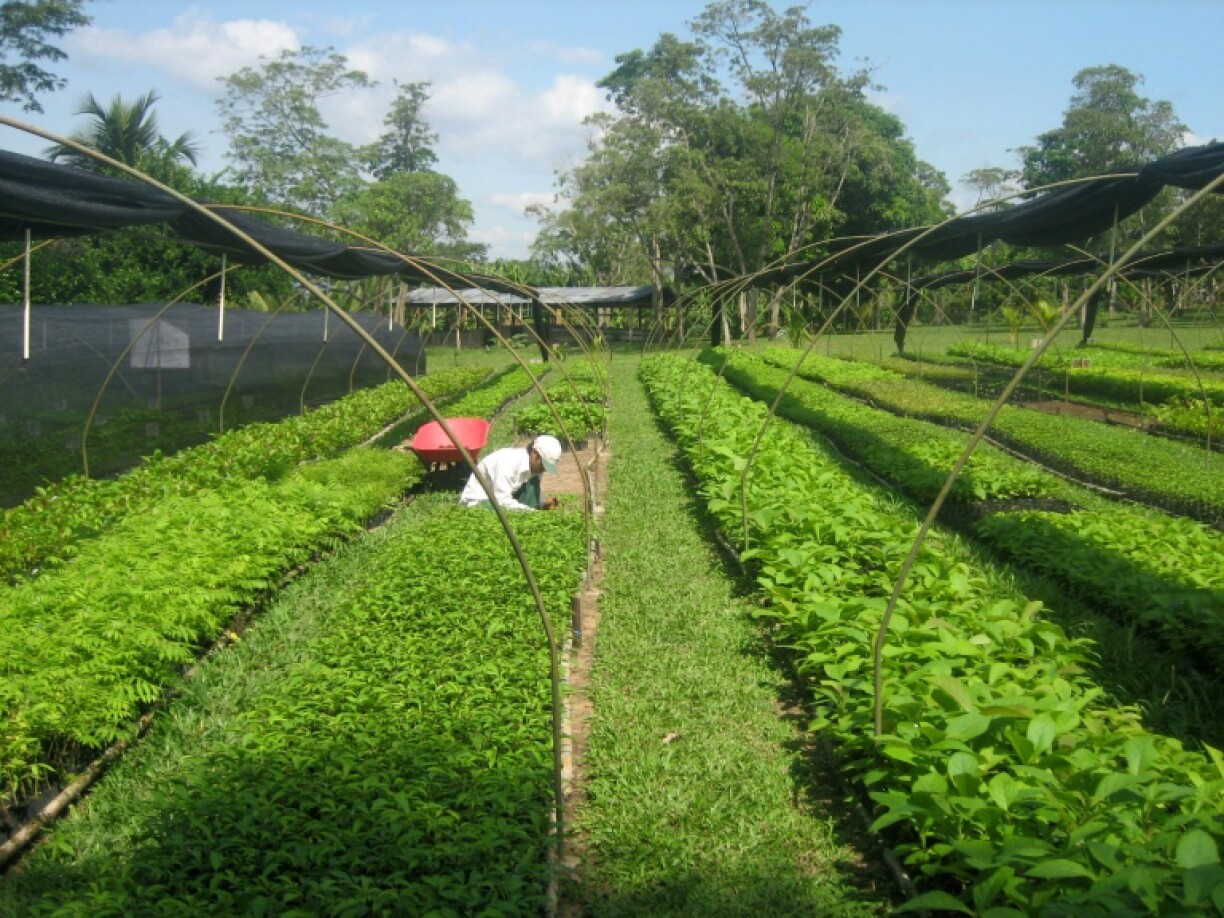 Pépinière au Pérou préparant des plants d'arbre pour des programmes de reforestation afin de comenser des émissions de CO2