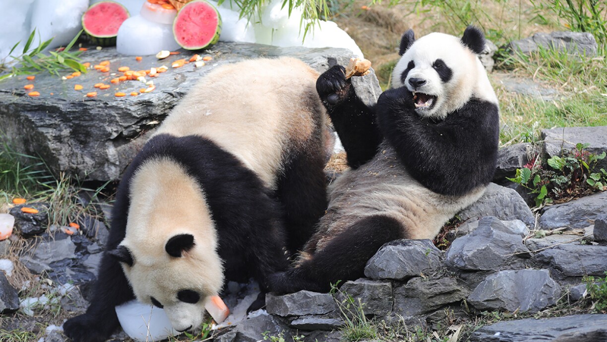 Trop mignon: les pandas jumeaux, stars de Pairi Daiza, ont fêté leur anniversaire et en ont bien profité! (photos)