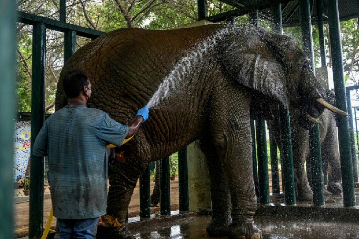 Malika is given a bath in her enclosure in Karachi