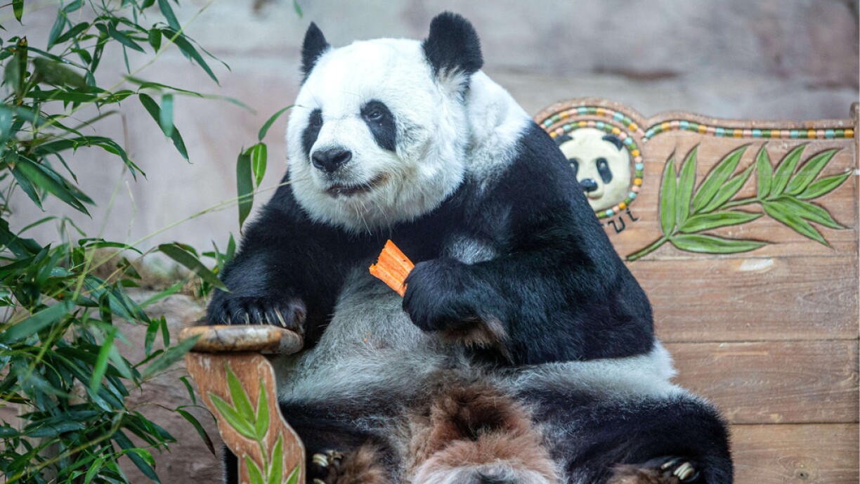 D'Lin Hui beim Iessen.