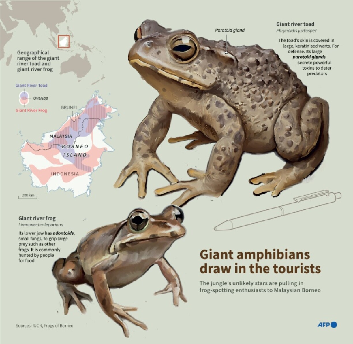 Infographic on two amphibians living on the island of Borneo, a giant river toad and a giant river frog