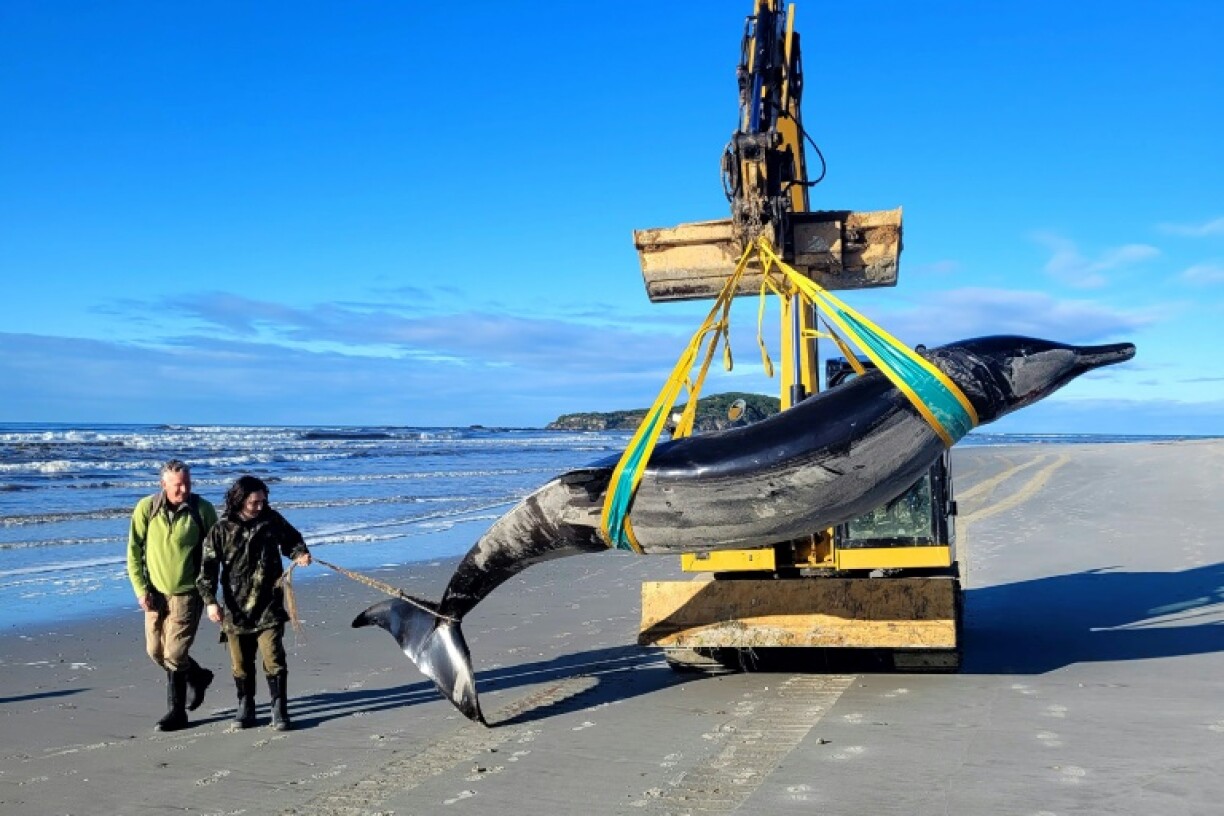 The spade-toothed whale pictured on July 5 by the New Zealand Department of Conservation