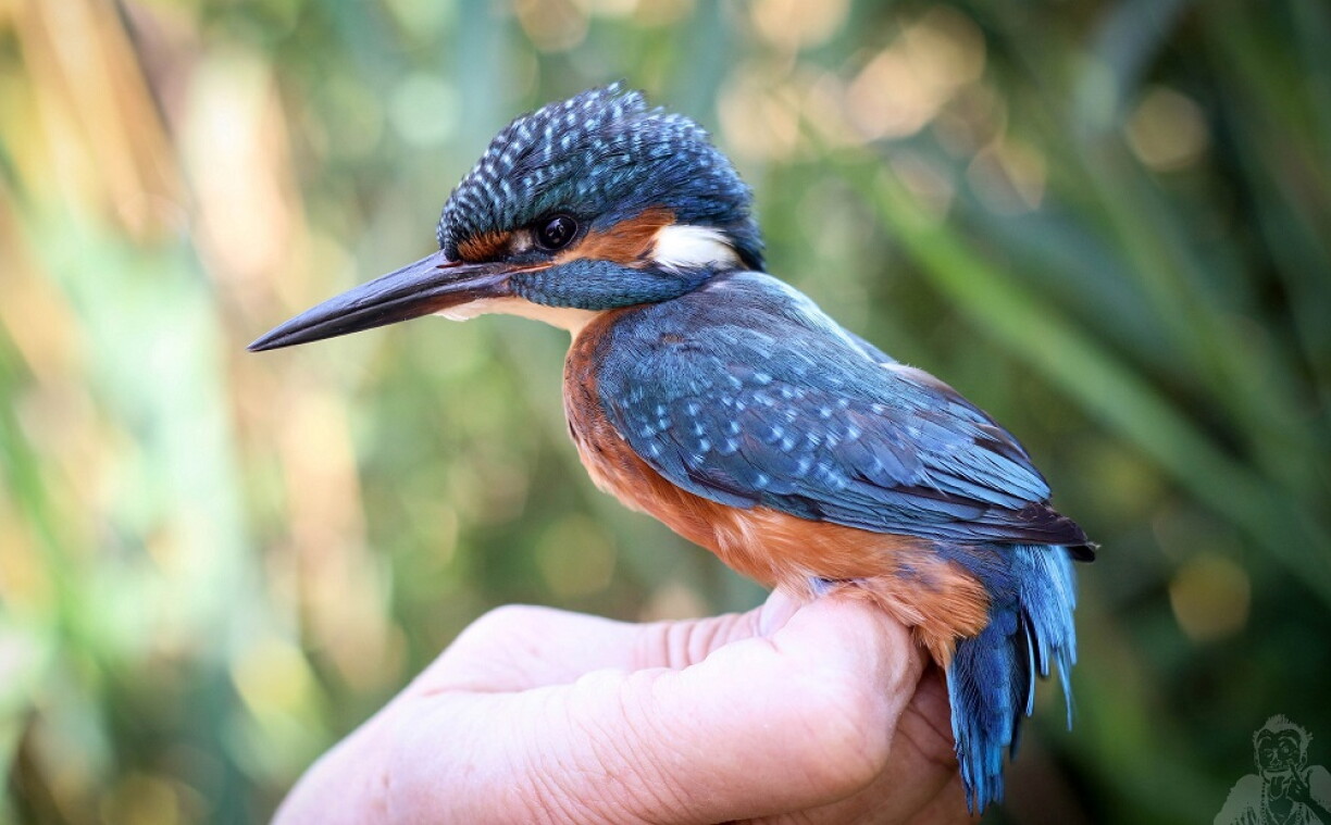 Un splendide Martin-Pêcheur capturé (photographiquement) lors d'une visite à la Schlammwiss.