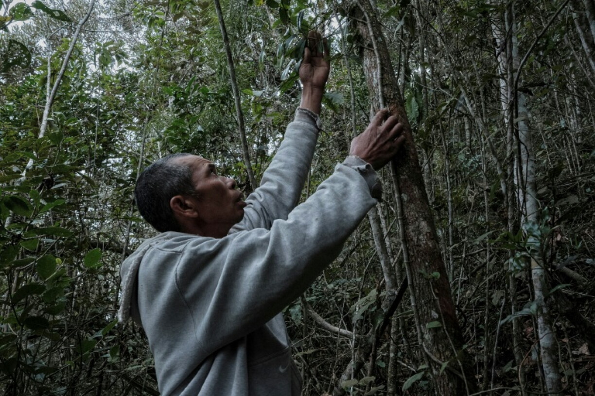 The pepper vine climbs up support trees to the canopy of Madagascar's forests