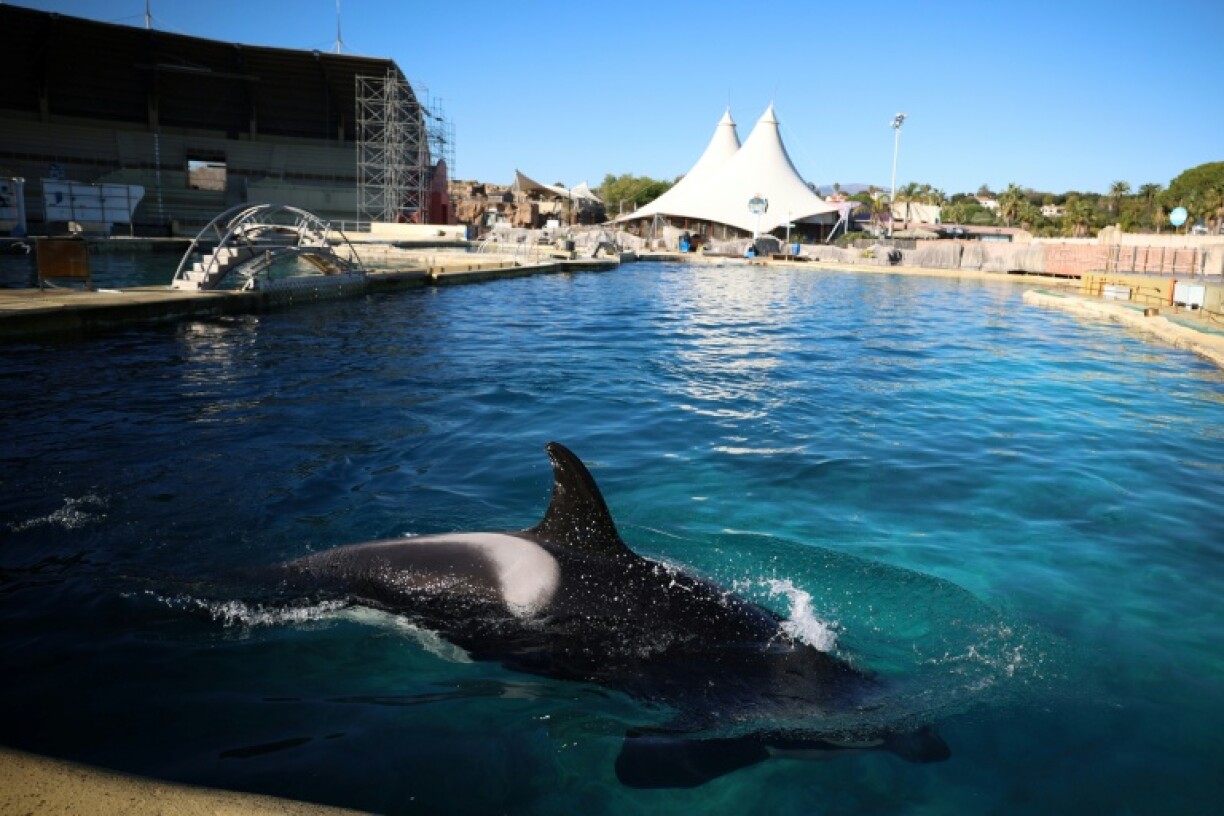 Le bassin des orques du MarineLand à Antibes, le 27 novembre 2025 dans les Alpes-Maritimes