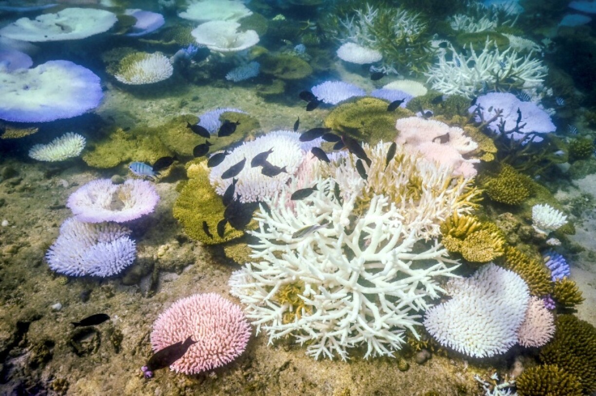 The Australian Institute of Marine Science said there was no doubt the number one driver of the reef bleaching was climate change