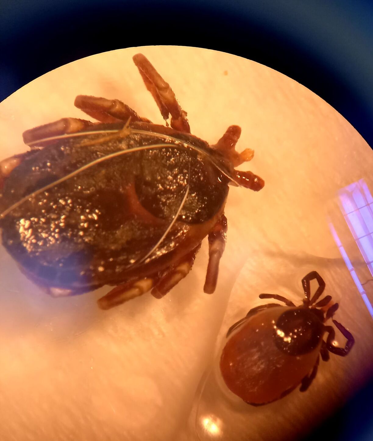 Eng Hyalomma-Zeck nieft enger normaler Holzbock-Zeck.