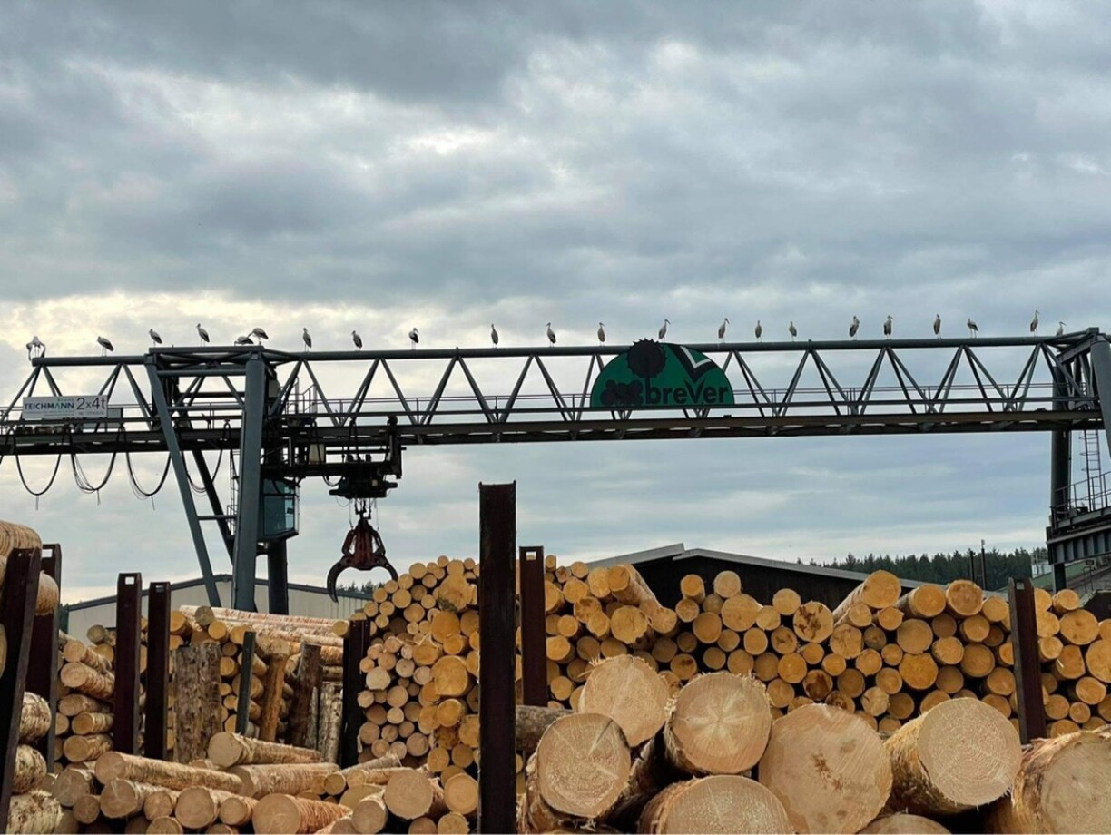 Installée dans le nord du pays, la scierie Brever est une des dernières survivantes dans ce domaine.
