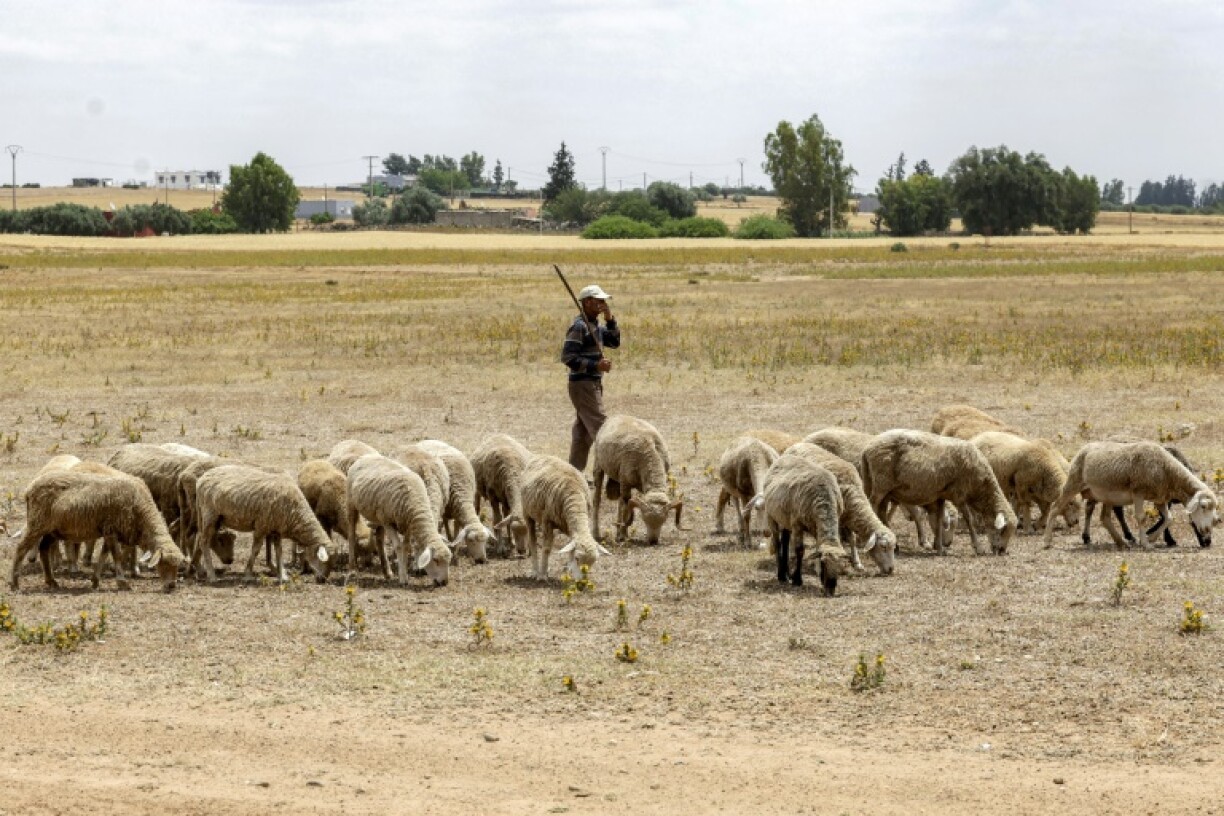 Drought in Morocco has caused livestock numbers to decline