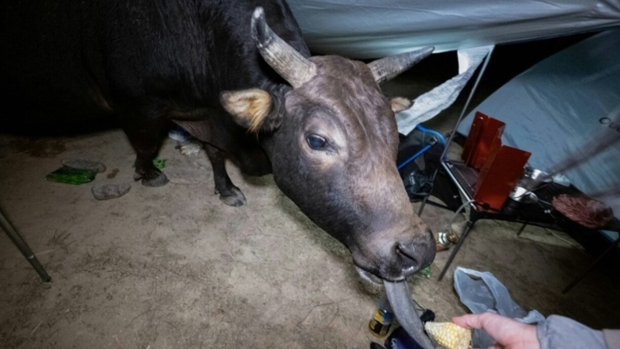 Dëst ass just eng Beispillfoto a steet net a Relatioun zu de Kéi aus Spuenien.