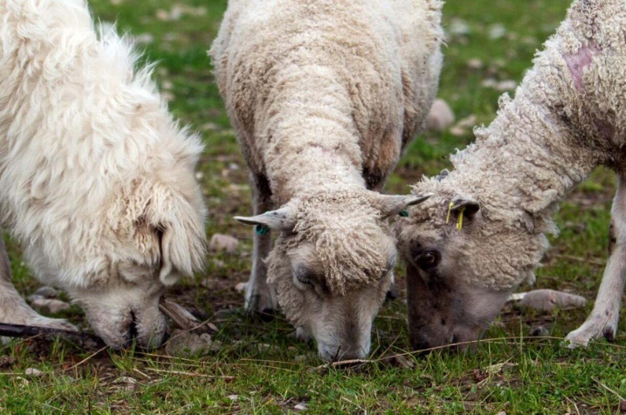 Un Berger de Maremme aux côtés de moutons pendant son entraînement à protéger les agneaux des aigles, à Aviemore, dans les Highlands écossais, le 26 juillet 2023