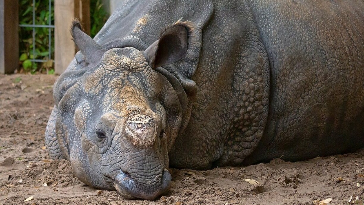 Symbolbild: D'Wëlderei an d'Juegd no den Haren hëlt an der lescht erëm zou.