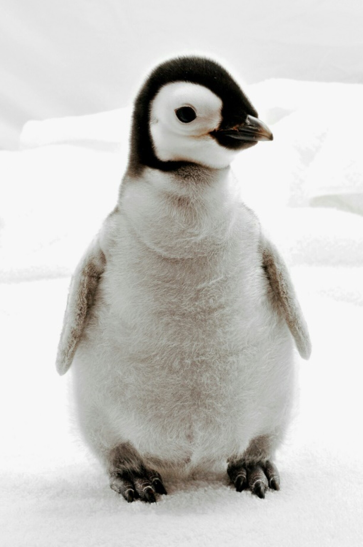 An emperor penguin chick at SeaWorld, California, on October 4, 2010