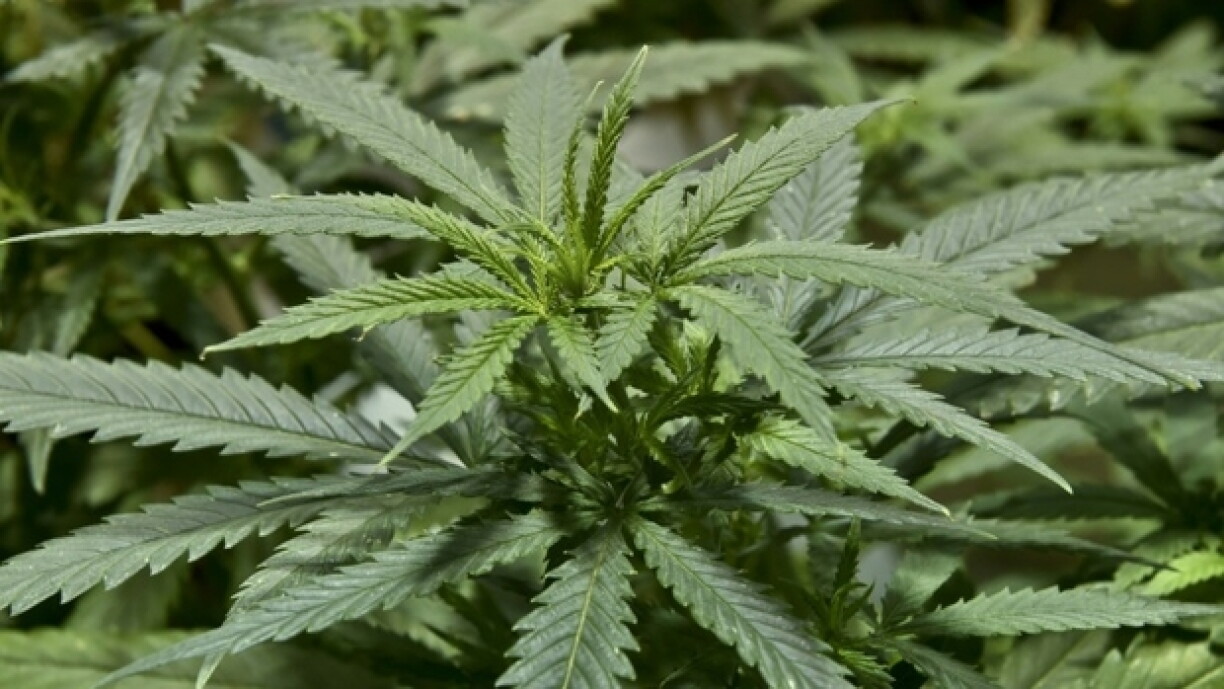Un plant de cannabis