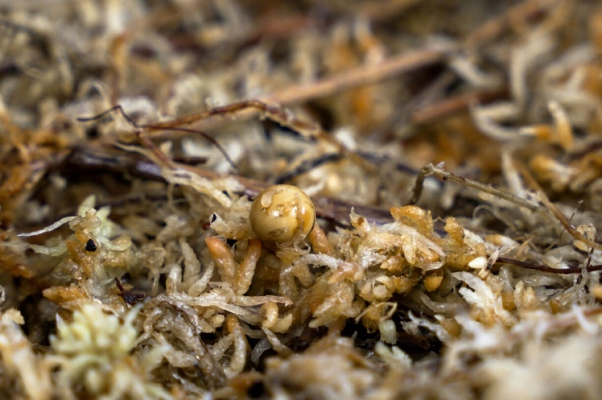 Little is known about the reproduction of Mount Augustus snail, which are dubbed the