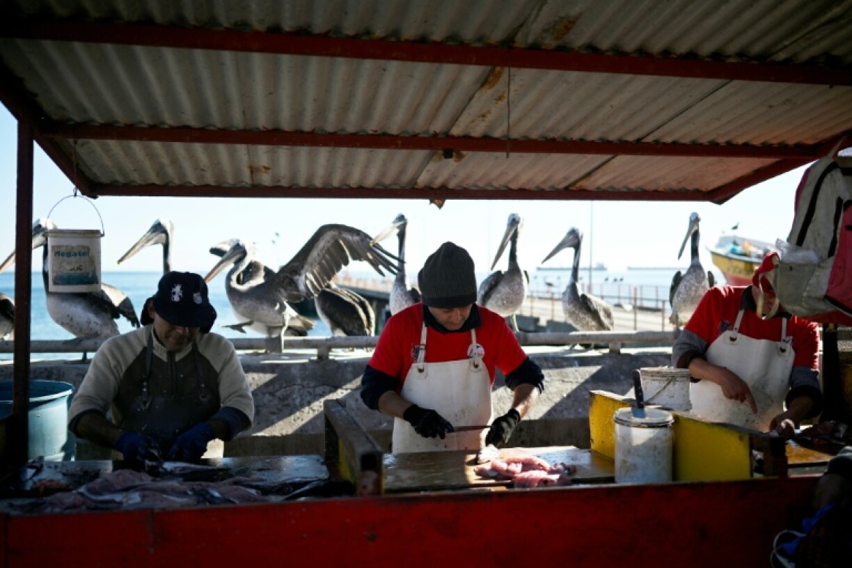 Artisanal fishermen clean hake in the Chilean port of Valparaiso