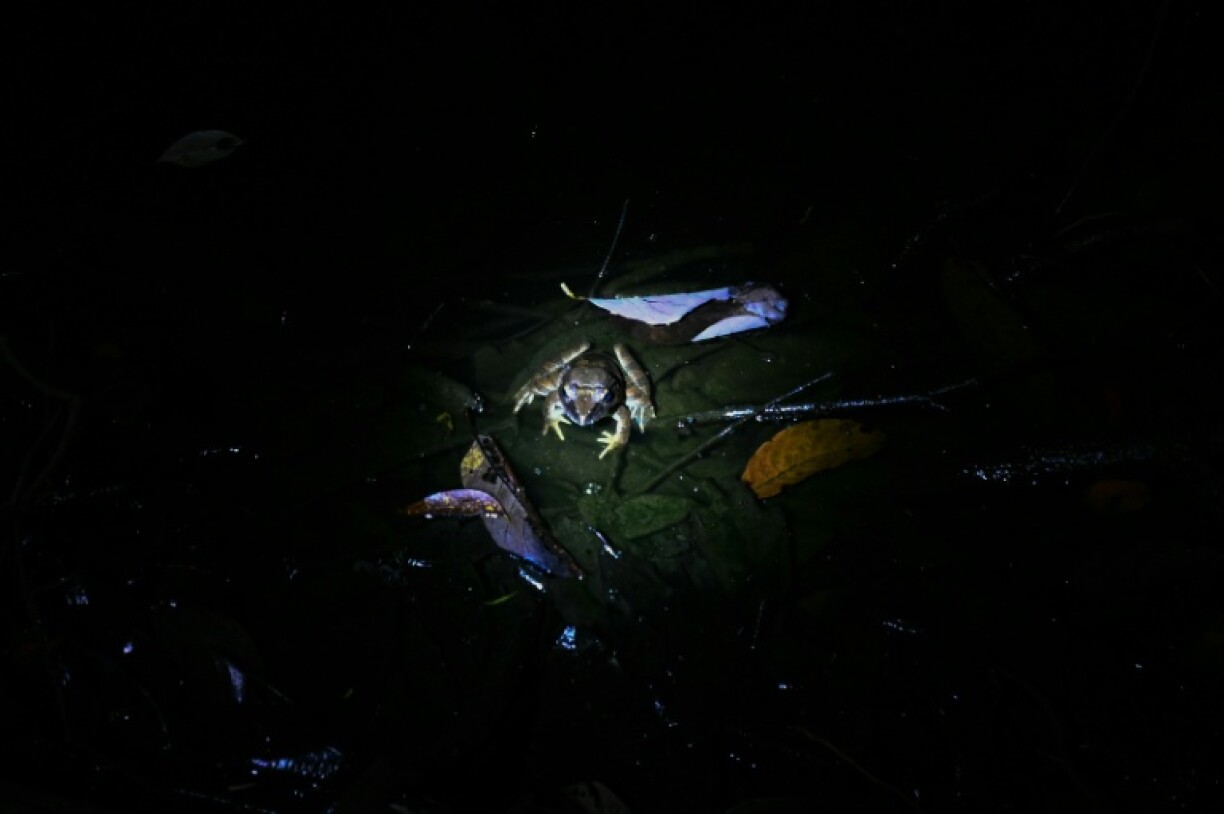 A giant river frog photographed in Kubah National Park on the island of Borneo