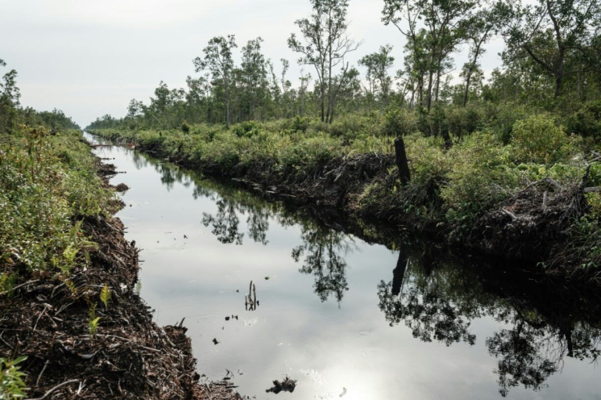 Covering just three percent of the world's surface, peatlands hold an estimated 44 percent of all soil carbon