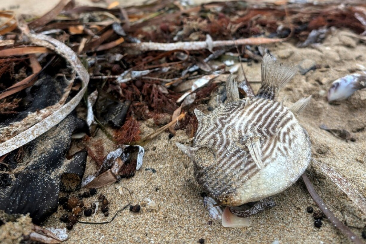 A vast bloom of toxic algae is killing more than 200 species of marine life off the coast of South Australia