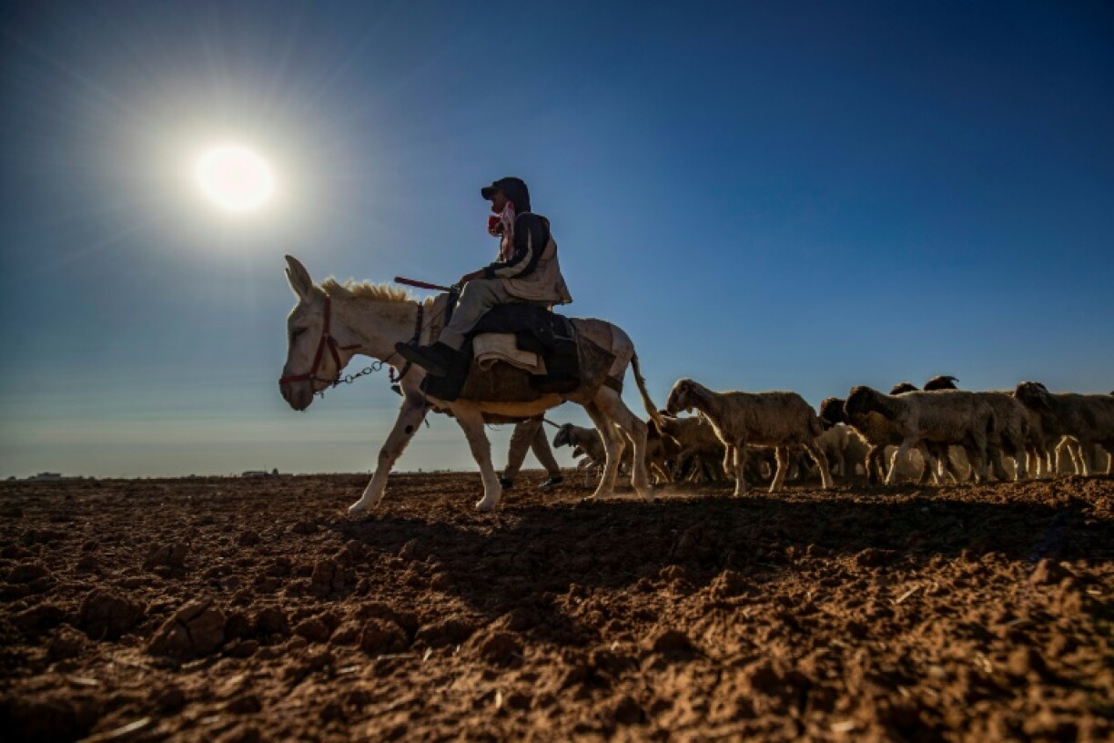 A shepherd leads his flock across a dry landscape in northern Syria